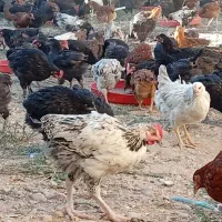 جوجه|حیوانات مزرعه|مشهد, موسوی قوچانی|دیوار