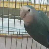 طوطی کوتوله