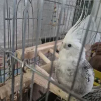 عروس هلندی نر ایزابلا