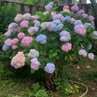 فروش شمشاد طلایی شمشاد سبز|خدمات باغبانی و درختکاری|لوندویل, |دیوار