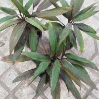 بدو که تموم شد|گل و گیاه طبیعی|سبزوار, شرق کال عیدگاه|دیوار