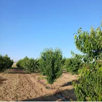 باغ اهنگران