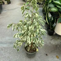 بنجامین ابلق|گل و گیاه طبیعی|رشت, بیجارپس|دیوار