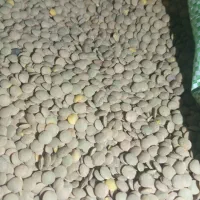 لوبیا چیتی درجه یک زنجان|عمدهفروشی|سوسنگرد, |دیوار