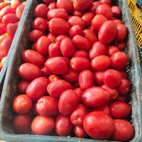 گوجه فرنگی برای رب ارزان قیمت 38 هزار تومان