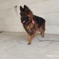 سگ ژرمن شولاین نر اصل