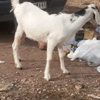 بز جوان دو عدد هر دو حامله
