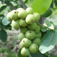 عرضه نــهال بــادام،گــردو،زرد آلو والــو|خدمات باغبانی و درختکاری|کامیاران, |دیوار