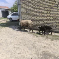 گوسفند دوقلوزا