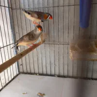 فنچ زبرا ۱۲۰ تومن|پرنده|تهران, فردوس|دیوار