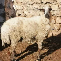 میش گوسفند