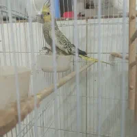 عروس هلندی|پرنده|تربت جام, معدآباد|دیوار