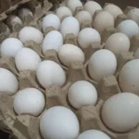 تخم مرغ نطفه دار و تخم بلدرچین نطفه دار