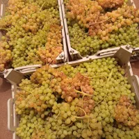 انگور