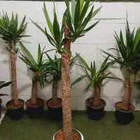 یوکا پتوس افوربیا فیلودندرون فیکوس گل و گیاه