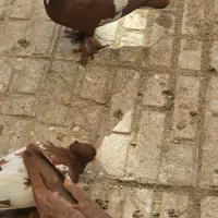 کبوتر راعبی سرخ دست آموز|پرنده|مشهد, عامل|دیوار