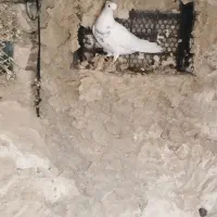 طوق الماسی ماده|پرنده|چرام, |دیوار