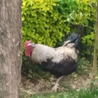 خروس و سه تا مرغ تخمگذار