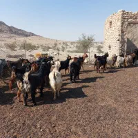 ۲۲راس چپش آبستن فروشی