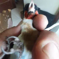 سهره نر بستان اباد تک بخون سفت|پرنده|اصفهان, ملک‌شهر|دیوار