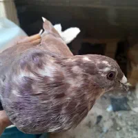 کبوتر|پرنده|کوه چنار, |دیوار