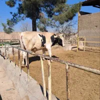 دام و گاو به صورت گله ای