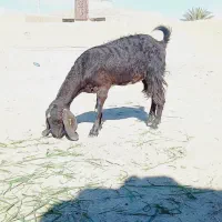 بز آبستن ۳عدد|حیوانات مزرعه|ایرانشهر, |دیوار