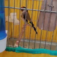 سهره باغی سر