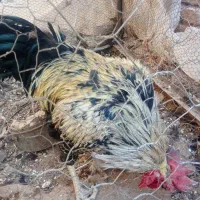 خروس|پرنده|آیسک, |دیوار