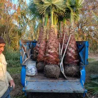 ذخیره گاهی مناسب گنجینه و پالم هرمزگان