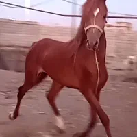اسب نژاددار چستر، ۳ ساله، با برگه فدراسیون|اسب و تجهیزات اسب‌سواری|قم, انسجام|دیوار