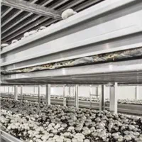 کارخانه پرورش قارچ|استخدام صنعتی، فنی، مهندسی|گرگان, |دیوار