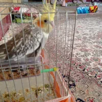 عروس هلندی کشیده و نر