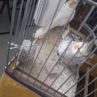 عروس هلندی سالم|پرنده|خنداب, |دیوار