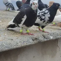 پرنده|پرنده|تربت‌حیدریه, فرمانداری|دیوار