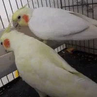 عروس لوتینو جفت مولد معاوضه با قناری هم دارم|پرنده|لاهیجان, بازکیاگوراب|دیوار