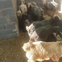 بره نر
