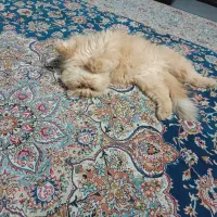 گربه|گربه|رشت, پیرکلاچای|دیوار
