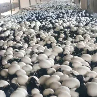 فروش قارچ
