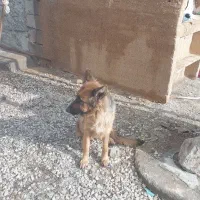 سگ ژرمن شپرد ماده شناسنامه دار