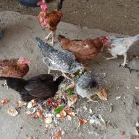 تعدادی مرغ و خروس