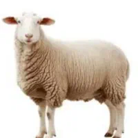 قصاب ماهر برای قربانی