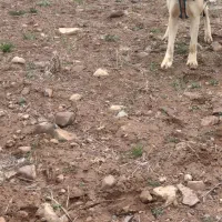 باسلام واگذاری ماده خراسانی