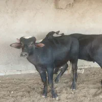 گوشت گاومیش