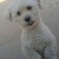 سگ گمشده|حیوانات|کهریزک, |دیوار