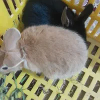 فروش بچه خرگوش|موش و خرگوش|خان ببین, |دیوار