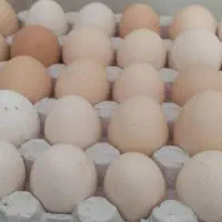 بلدرچین،زرده،سفیده منجمد،بومی|خوردنی و آشامیدنی|تهران, آرژانتین|دیوار