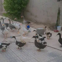 فروش اردک وغاز