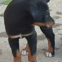 دوبرمن اصیل