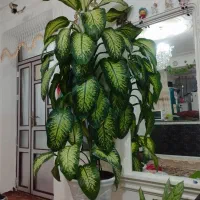 دیفن باخیا فروشی